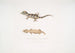 Beautiful Cyrtodactylus Cyrtodactylus pulchellus - John Edward Gray — artwork view