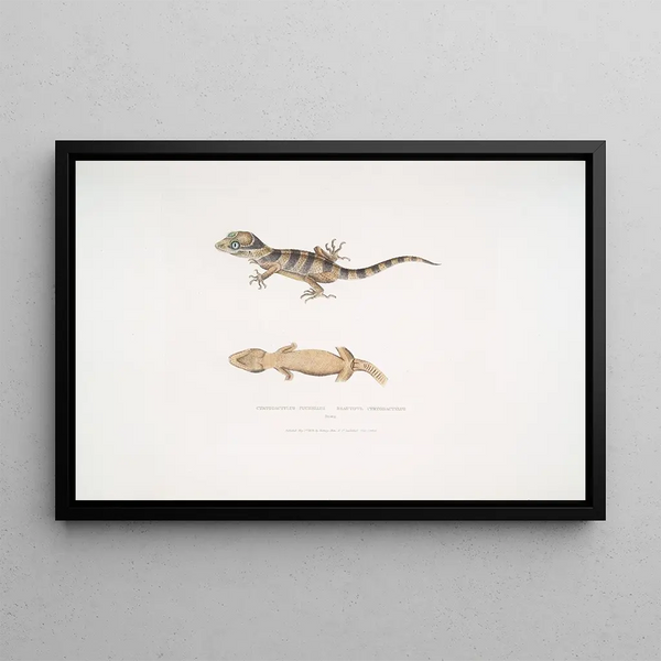 Beautiful Cyrtodactylus Cyrtodactylus pulchellus - John Edward Gray — framed artwork on a wall