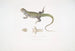 Uromastix de Bell (Uromastix Bellii) de Penang - John Edward Gray — artwork view