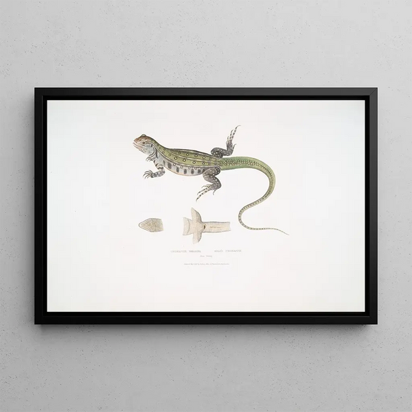 Uromastix de Bell (Uromastix Bellii) de Penang - John Edward Gray — framed artwork on a wall