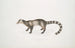 Bengal Civet Painting Viverra Bengalensis - John Edward Gray — artwork view