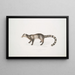Bengal Civet Painting Viverra Bengalensis - John Edward Gray — framed artwork on a wall