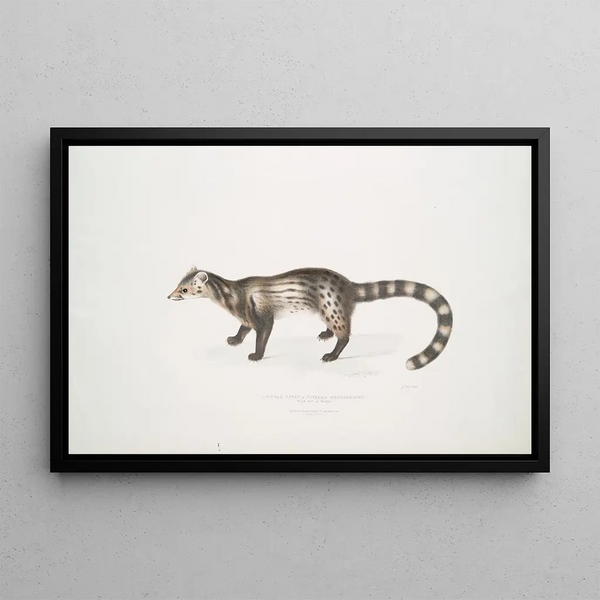 Bengal Civet Painting Viverra Bengalensis - John Edward Gray — framed artwork on a wall