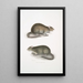Bengal Field Rat Arvicola Bengalensis - John Edward Gray — framed artwork on a wall