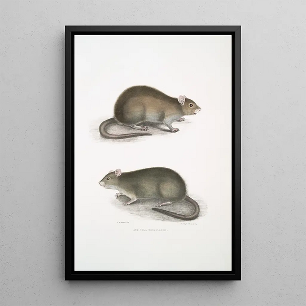 Bengal Field Rat Arvicola Bengalensis - John Edward Gray — framed artwork on a wall