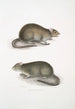 Bengal Field Rat Arvicola Bengalensis - John Edward Gray — artwork view