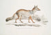 Renard Bengal Canis Vulpes Bengalensis Canis Kokree - John Edward Gray — artwork view
