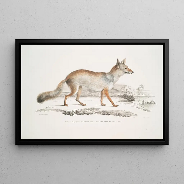 Renard Bengal Canis Vulpes Bengalensis Canis Kokree - John Edward Gray — framed artwork on a wall