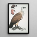Bengal Vulture of Vultur Bengalensis 1 Head of Vultur Pondicherianus 2 Head of Vultur monarchus monachus - John Edward Gray — framed artwork on a wall