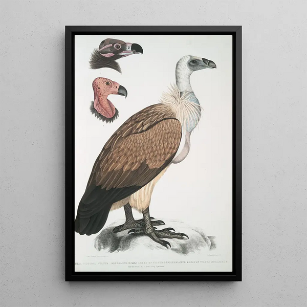Bengal Vulture of Vultur Bengalensis 1 Head of Vultur Pondicherianus 2 Head of Vultur monarchus monachus - John Edward Gray — framed artwork on a wall