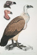 Bengal Vulture of Vultur Bengalensis 1 Head of Vultur Pondicherianus 2 Head of Vultur monarchus monachus - John Edward Gray — artwork view