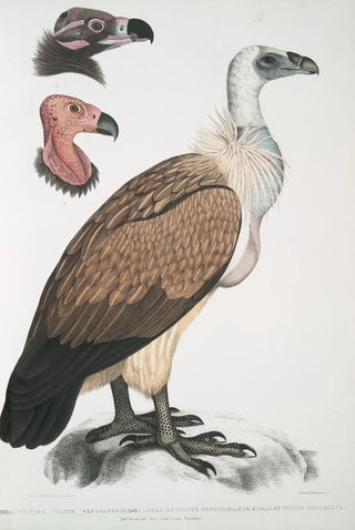 John Edward Gray - Bengal Vulture Vultur Bengalensis 1 Head of Vultur Pondicherianus 2 Head of Vultur monarchus monachus.webp