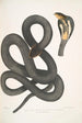 Cobra noir Capella Naia tripudians var nigra - John Edward Gray — artwork view
