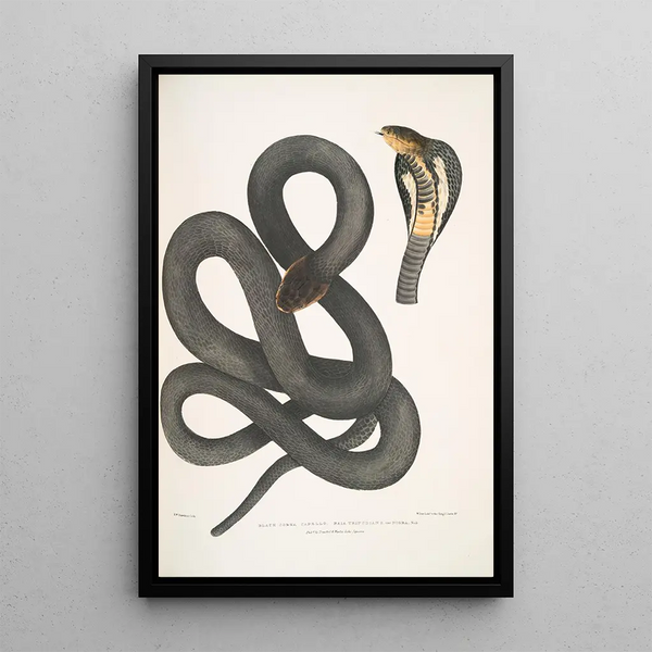 Cobra noir Capella Naia tripudians var nigra - John Edward Gray — framed artwork on a wall