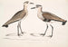 Bécasseau à ventre noir, Charadrius ventralis Wagleri, mâle et femelle, Cawnpore janvier 1798 - John Edward Gray — artwork view
