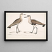 Bécasseau à ventre noir, Charadrius ventralis Wagleri, mâle et femelle, Cawnpore janvier 1798 - John Edward Gray — framed artwork on a wall
