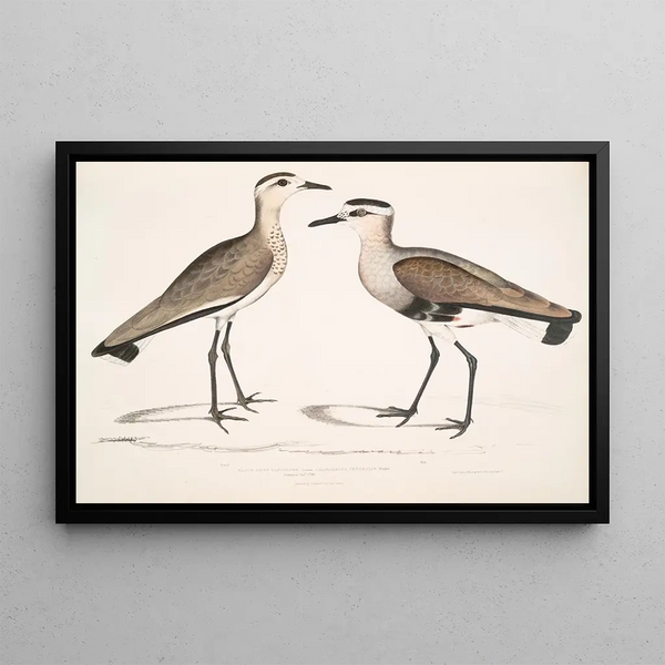 Bécasseau à ventre noir, Charadrius ventralis Wagleri, mâle et femelle, Cawnpore janvier 1798 - John Edward Gray — framed artwork on a wall