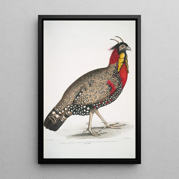 Male adult horned pheasant with black head Satyra melanocephala - John Edward Gray — framed artwork on a wall