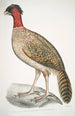 Black-headed Pheasant Phasianus melanocephalus Female - John Edward Gray — artwork view