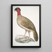 Black-headed Pheasant Phasianus melanocephalus Female - John Edward Gray — framed artwork on a wall