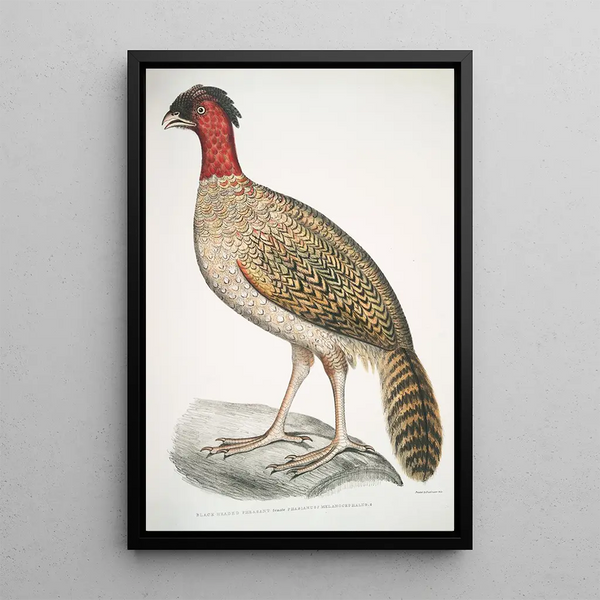 Black-headed Pheasant Phasianus melanocephalus Female - John Edward Gray — framed artwork on a wall