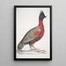 Black-headed Pheasant Phasianus melanocephalus Young male from the previous - John Edward Gray — framed artwork on a wall