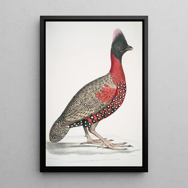Black-headed Pheasant Phasianus melanocephalus Young male from the previous - John Edward Gray — framed artwork on a wall