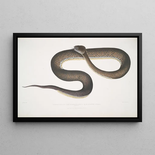 Cophias tacheté bleu Trigonocephalus purpurcornaculatus purpureomaculatus Singapore - John Edward Gray — framed artwork on a wall