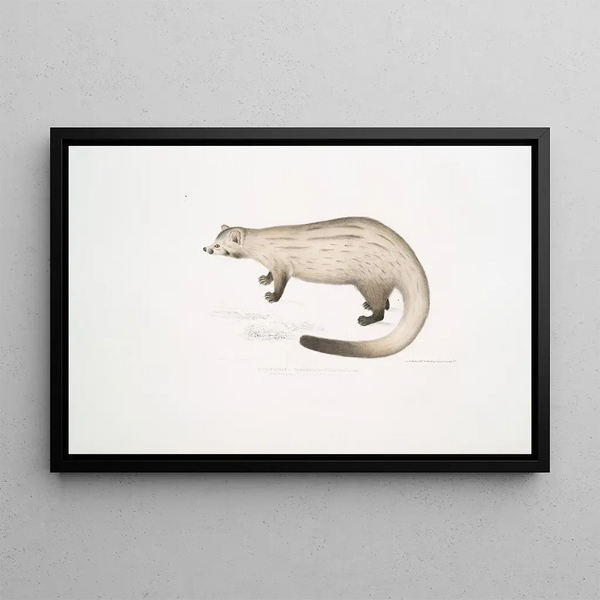 Paradoxure Bondar - John Edward Gray — framed artwork on a wall