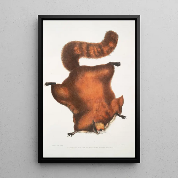 Squirrel volant brillant Pteromys nitidus - John Edward Gray — framed artwork on a wall