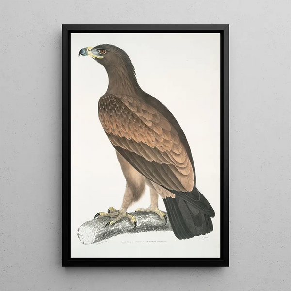 Aigle brun Aquilla fusca - John Edward Gray — framed artwork on a wall