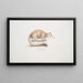 Civette brune à long nez Viverra fusca - John Edward Gray — framed artwork on a wall