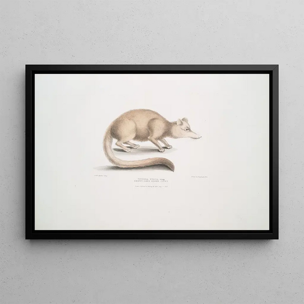 Civette brune à long nez Viverra fusca - John Edward Gray — framed artwork on a wall