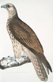 Falcon Cherrug Falco cherrug - John Edward Gray — artwork view