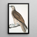 Falcon Cherrug Falco cherrug - John Edward Gray — framed artwork on a wall