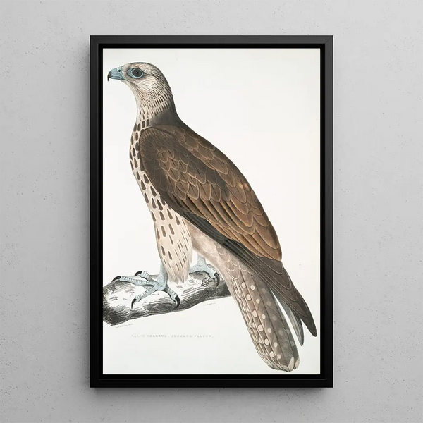 Falcon Cherrug Falco cherrug - John Edward Gray — framed artwork on a wall