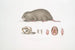 Chinese Bamboo Rat Painting Rhizomys sinensis - John Edward Gray — artwork view