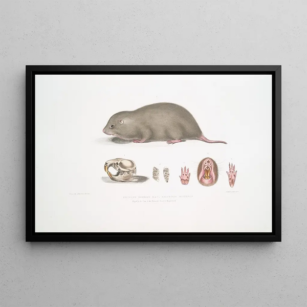 Chinese Bamboo Rat Painting Rhizomys sinensis - John Edward Gray — framed artwork on a wall