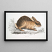 Chinese Hare Painting Lepus Sinensis - John Edward Gray — framed artwork on a wall