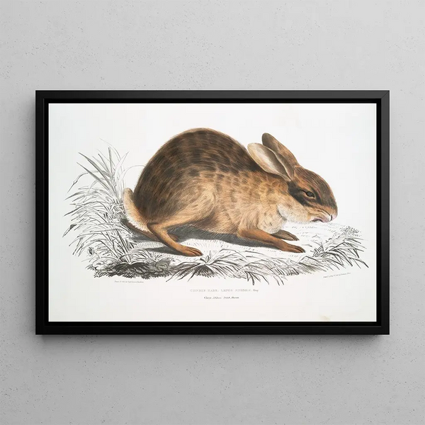 Chinese Hare Painting Lepus Sinensis - John Edward Gray — framed artwork on a wall