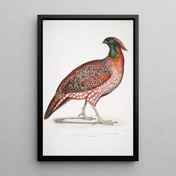 Chinese Horned Pheasant Satyra Temminckii - John Edward Gray — framed artwork on a wall