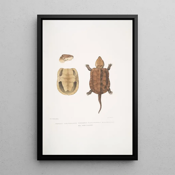 Turtle with a Large Chinese Head Platisternon megacephalus China - John Edward Gray — framed artwork on a wall