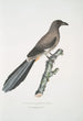 Chinese Pie Painting Pica Sinensis - John Edward Gray — artwork view