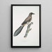 Chinese Pie Painting Pica Sinensis - John Edward Gray — framed artwork on a wall