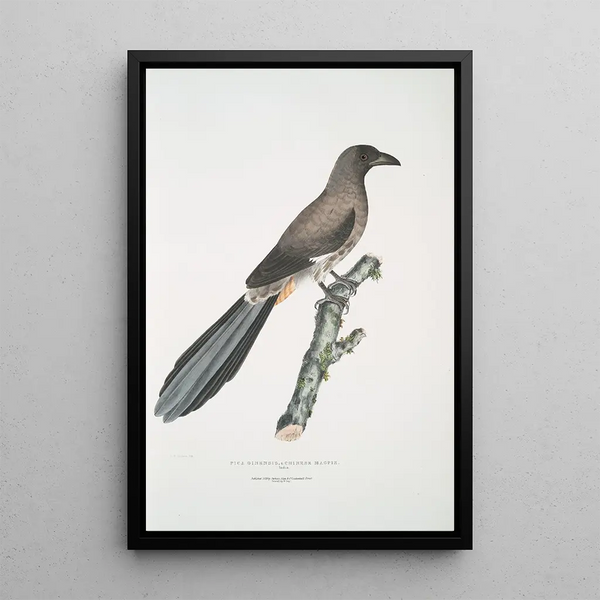 Chinese Pie Painting Pica Sinensis - John Edward Gray — framed artwork on a wall