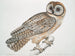 Owl chinois Strix sinensis - John Edward Gray — artwork view