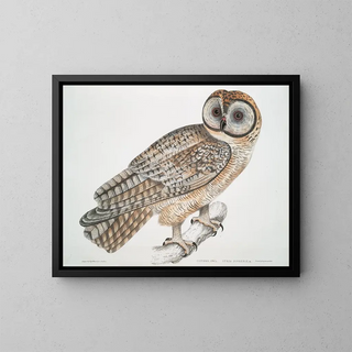 Owl chinois Strix sinensis - John Edward Gray — framed artwork on a wall
