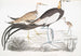 Chinese Parra Parra sinensis painting with 1 adult, 2 juveniles, and 3 newly hatched chicks - John Edward Gray — artwork view