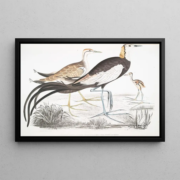 Chinese Parra Parra sinensis painting with 1 adult, 2 juveniles, and 3 newly hatched chicks - John Edward Gray — framed artwork on a wall