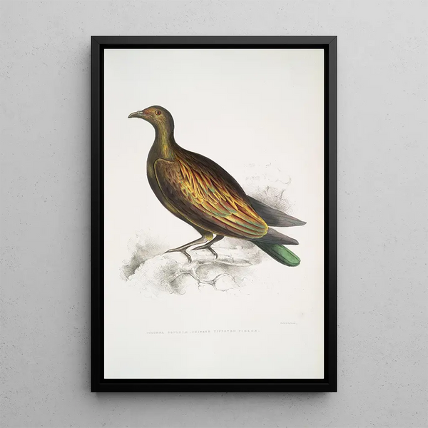 Pigeon tippeté chinois Columba Gouldioe - John Edward Gray — framed artwork on a wall